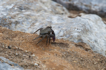 Kep Cambodia, small crab on rocks at beach