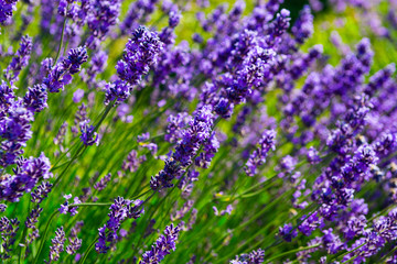 purple lavender flowers