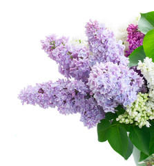 Fresh lilac flowers