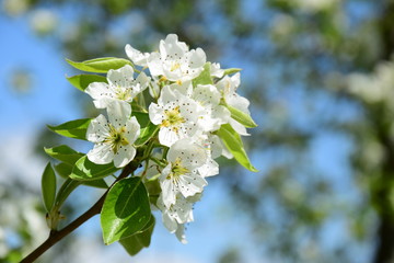 Birnenblüte in Südtirol
