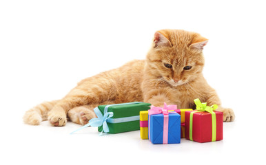 Kitten and  gifts.