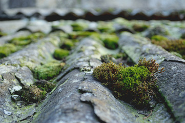 Green moss on a vintage/old rooftop with blurry background