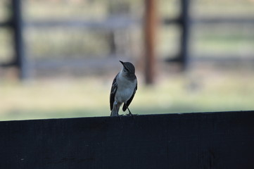 oiseau moqueur