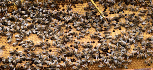 Honeybees in Holland