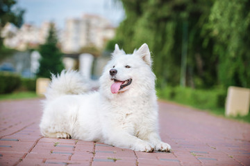 Gorgeous samoyed on an alley in the park.