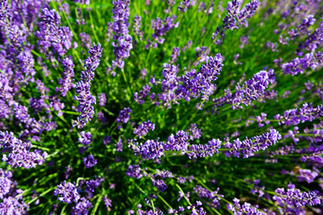 purple lavender flowers bush directly above