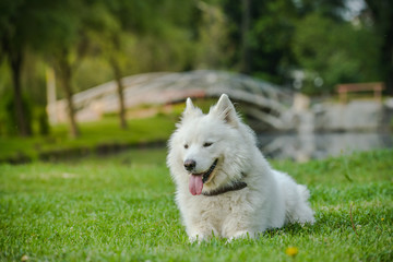 Gorgeous samoyed on an alley in the park.