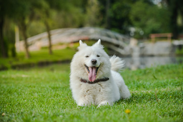 Gorgeous samoyed on an alley in the park.