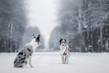 two dogs together, love and friendship. border collie on nature in winter