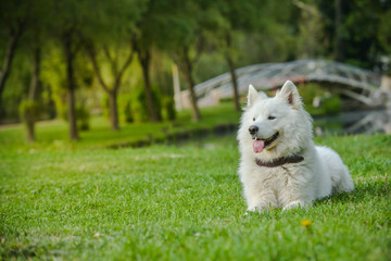 Gorgeous samoyed on an alley in the park.