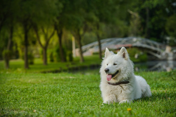 Gorgeous samoyed on an alley in the park.