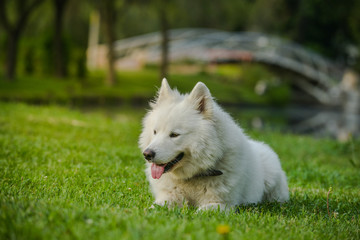 Gorgeous samoyed on an alley in the park.