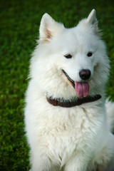 Gorgeous samoyed on an alley in the park.