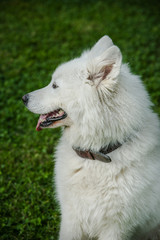 Obraz premium Gorgeous samoyed on an alley in the park.