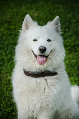 Gorgeous samoyed on an alley in the park.