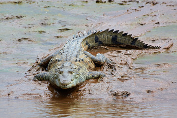 Krokodil 