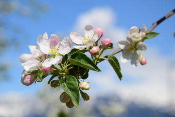 Apfelblüte vor verschneiten Bergen