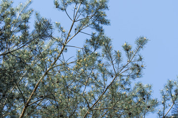 Crown of pine with flowers.