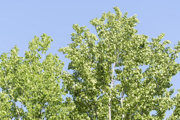 Fresh green leaves of poplar and blue sky.