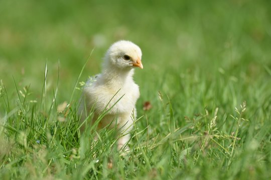 junges Hühner Küken draußen im Gras