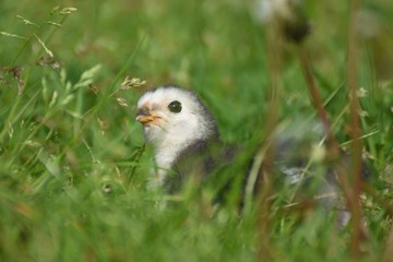 junges Hühner Küken draußen im Gras