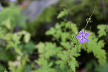 A lonely flower