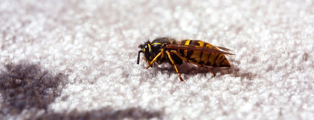 Hornet