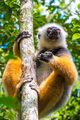 Sifaka, a large lemur which jumps from tree to tree in an upright position and rarefy comes to the ground and when it does it walks sideways, Andasibe National Park, Eastern Madagascar