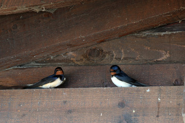 deux hirondelles © fotoeliane