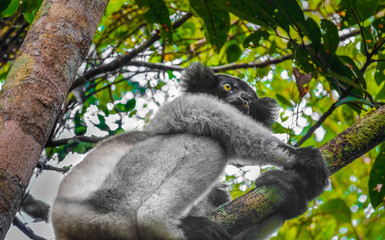 Indri, a large, short-tailed lemur which jumps from tree to tree in an upright position and rarely comes to the ground, Andasibe National Park, Eastern Madagascar