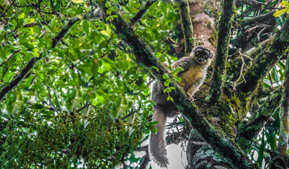 Brown lemur, Andasibe National Park, Eastern Madagascar