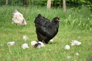 wachsame Henne mit ihren Küken draußen auf der Wiese
