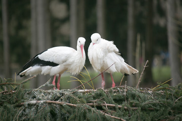Nestvorbereitung, das Paar Störche ist mit Vorbereitungen beschäftigt. Das Storch Weibchen hat den Schnabel vornehm in das Federkleid vergraben