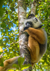 Sifaka, a large lemur which jumps from tree to tree in an upright position and rarefy comes to the ground and when it does it walks sideways, Andasibe National Park, Eastern Madagascar