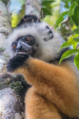 Sifaka, a large lemur which jumps from tree to tree in an upright position and rarefy comes to the ground and when it does it walks sideways, Andasibe National Park, Eastern Madagascar