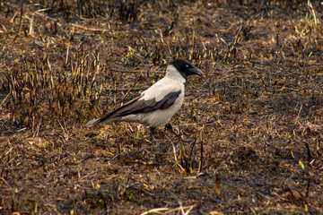 Raven looking for food on the scorched field