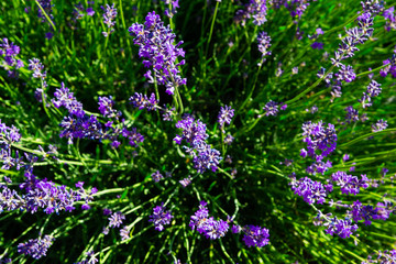 Obraz premium purple lavender flowers bush directly above