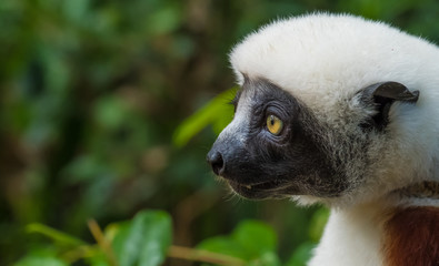 Sifaka, a large lemur which jumps from tree to tree in an upright position and rarefy comes to the ground and when it does it walks sideways, Andasibe National Park, Eastern Madagascar