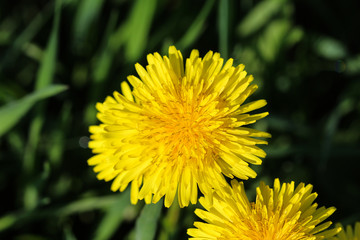 Yellow common dandelion (Taraxacum officinale) blooming