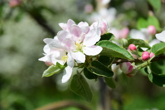 Apfelblüten, Blütezeit in Südtirol