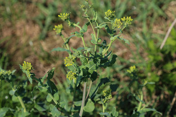 bittercress, herb barbara, yellow rocketcress or winter rocket (Barbarea vulgaris) blooming in spring