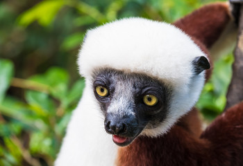 Sifaka, a large lemur which jumps from tree to tree in an upright position and rarefy comes to the ground and when it does it walks sideways, Andasibe National Park, Eastern Madagascar