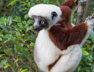 Sifaka, a large lemur which jumps from tree to tree in an upright position and rarefy comes to the ground and when it does it walks sideways, Andasibe National Park, Eastern Madagascar