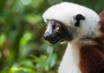 Sifaka, a large lemur which jumps from tree to tree in an upright position and rarefy comes to the ground and when it does it walks sideways, Andasibe National Park, Eastern Madagascar