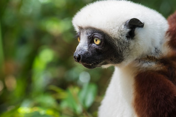 Sifaka, a large lemur which jumps from tree to tree in an upright position and rarefy comes to the ground and when it does it walks sideways, Andasibe National Park, Eastern Madagascar