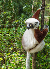 Sifaka, a large lemur which jumps from tree to tree in an upright position and rarefy comes to the ground and when it does it walks sideways, Andasibe National Park, Eastern Madagascar