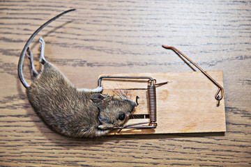 mouse in mousetrap