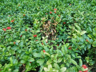 garden of variety of green leaves and red flowers.