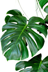 plant monstera leaves white background © shediva
