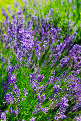 Obraz premium purple lavender flowers